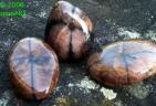 Chiastolith