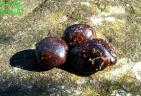 Granat Almandin