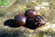 Granat Almandin