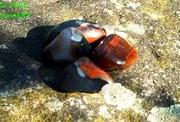 Sarder, Sardonyx