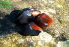 Sarder, Sardonyx